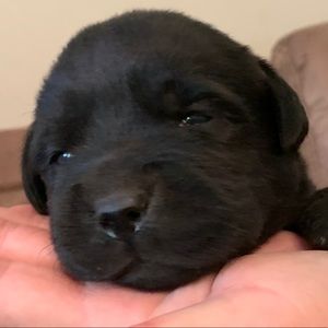 Meet your Posher, Lisa